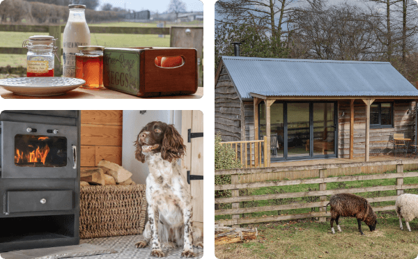 Beech Tree Cabin